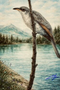 Bird watching